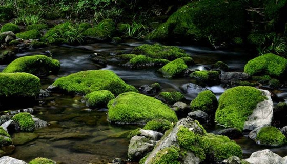 苔藓是什么样的,苔藓怎么养