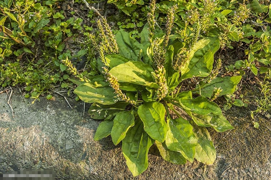 植物给人类哪些启示,为什么说植物是天然设计师