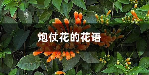 炮仗花的花语