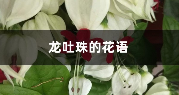 龙吐珠的花语