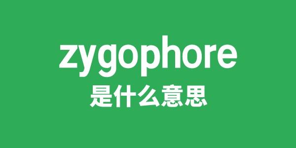 zygophore是什么意思