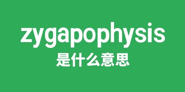 zygapophysis是什么意思