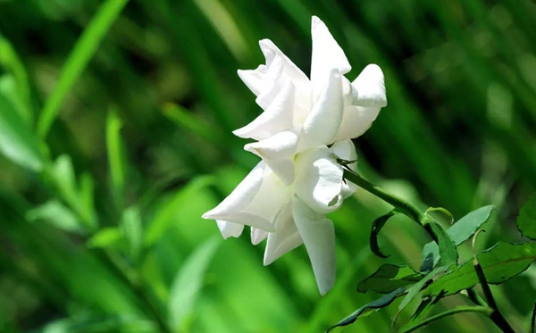 栀子花的花语,栀子花送人代表什么意思