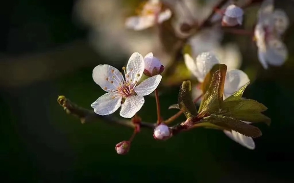 春分节气的含义是什么,春分节气的特点和风俗简介