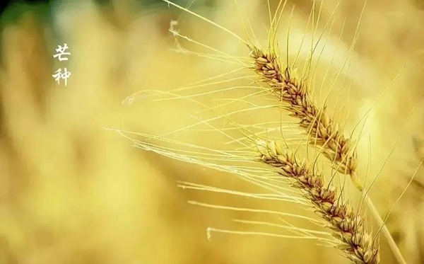 芒种节气的含义是什么,芒种节气的特点和风俗简介