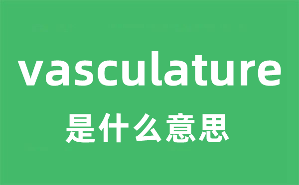 vasculature是什么意思