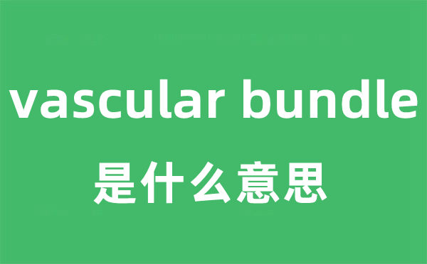 vascular bundle是什么意思