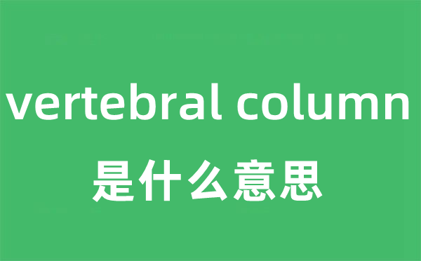 vertebral column是什么意思