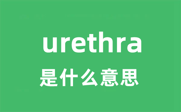 urethra是什么意思