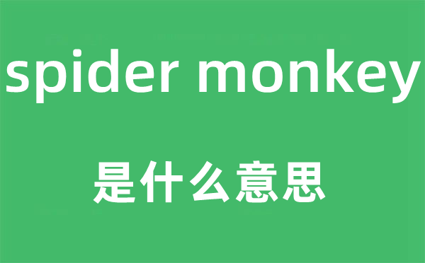 spider monkey是什么意思,中文翻译是什么