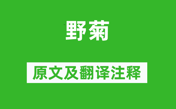 杨万里《野菊》原文及翻译注释,诗意解释