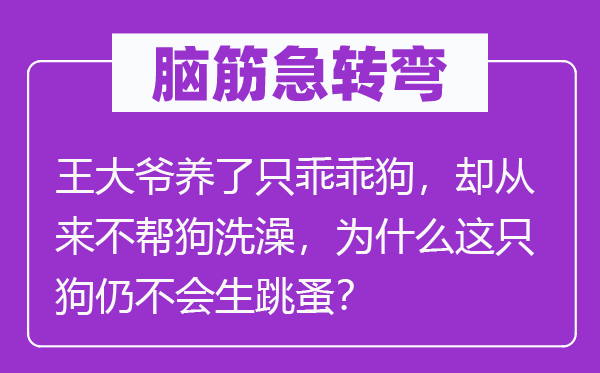 脑筋急转弯：王大爷养了只乖乖狗，却从来不帮狗洗澡，为什么这只狗仍不会生跳蚤？